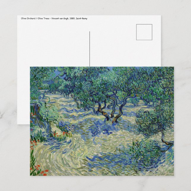 Carte Postale Vincent van Gogh - Verger d'oliviers (Devant / Derrière)