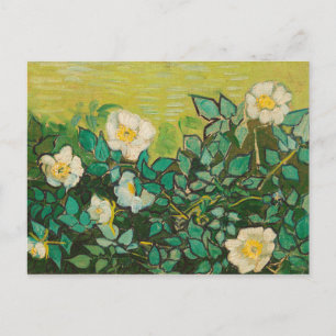 Carte Postale Vincent Van Gogh Wild Art Rose