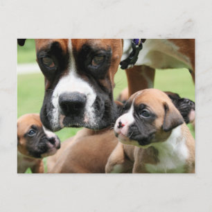 Carte Postale Vindy et Pups - Photo 09