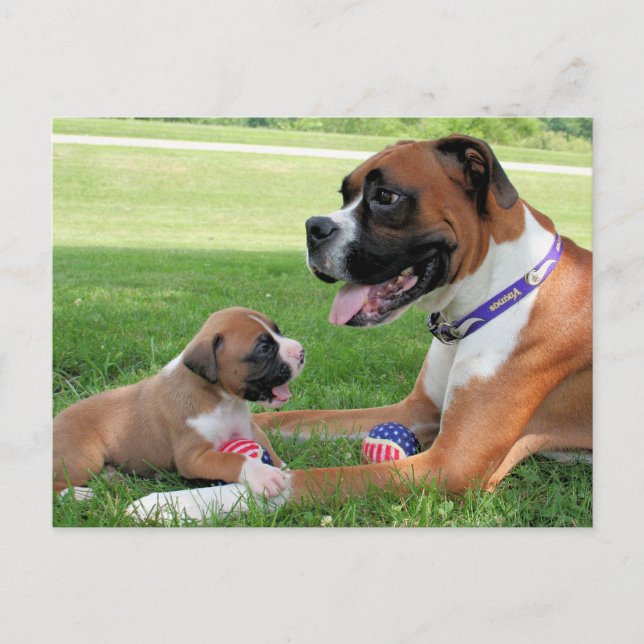 Carte Postale Vindy et Pups - Photo 95 (Devant)