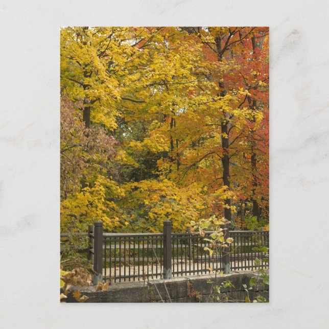 Carte Postale Vine d'automne Weddinga (Devant)