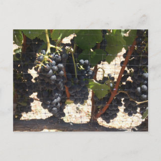 Carte Postale Vineyard