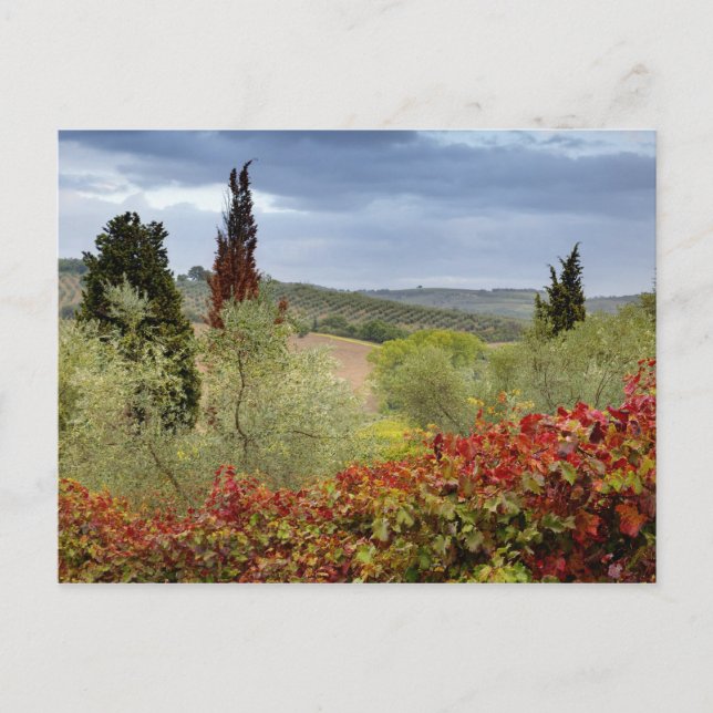 Carte Postale Vineyard near Montalcino, Tuscany, Italy (Devant)