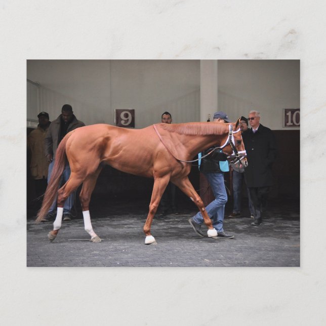 Carte Postale Vino Rosso - Todd Pletcher (Devant)