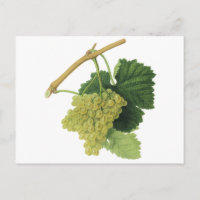 Vins blancs sur la vigne, fruits alimentaires Vint