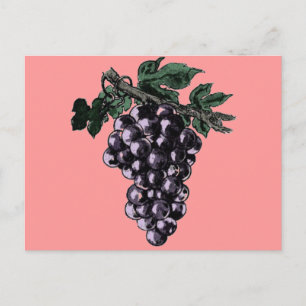 Carte postale Vins de raisin