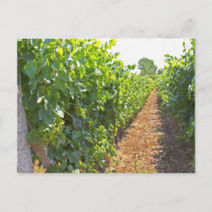 Carte Postale Vins entraînés à haute vitesse sur fils supportés 