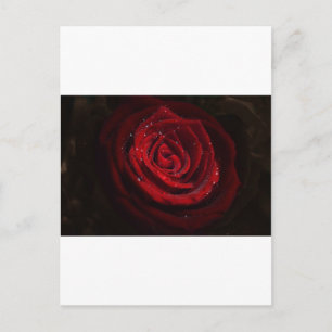 Carte Postale Vins roses Coeur Motif Fleur Paix Amour Destinée