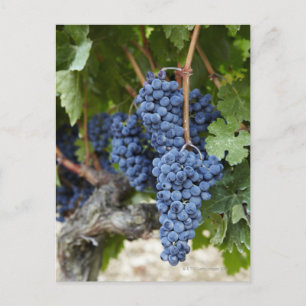 Carte Postale Vins rouges sur la vigne