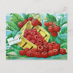 Carte postale vintage