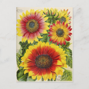 Carte postale vintage