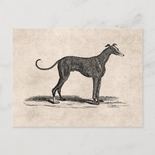 Carte Postale Vintage 1800 s Greyhound Dog Illustration - Dogs