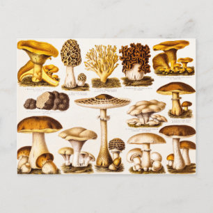 Carte Postale Vintage 1800 s Mushroom Variety