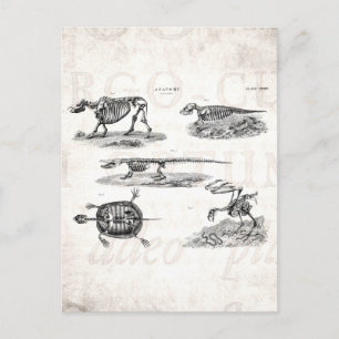 Carte Postale Vintage 1800s Animal Skeletons Antique Anatomie