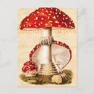 Carte Postale Vintage 1800s Champignons rouges Modèle
