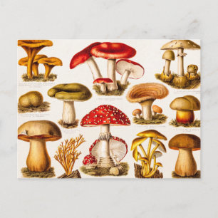 Carte Postale Vintage 1800s Mushroom Variety Modèle