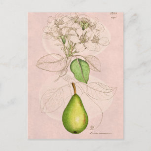 Carte Postale Vintage 1800s Pear Blossom Flower Modèle