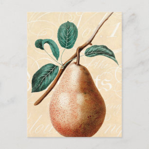 Carte Postale Vintage 1800s Pear Fruit Branch avec Feuilles - Po