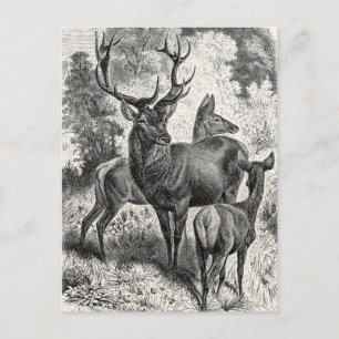 Carte Postale Vintage 1800s Red Deer Illustration Stag Doe Fawn