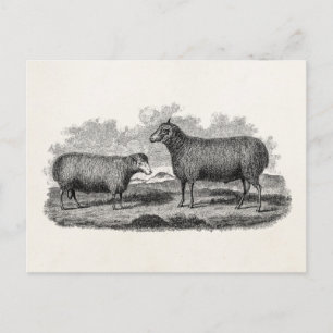 Carte Postale Vintage 1800s Sheep Ewe Illustration Ferme rétro