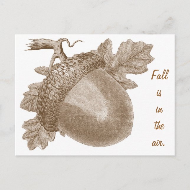 Carte postale vintage Acorn (Devant)