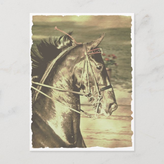 Carte Postale Vintage américain Saddlebred Faux (Devant)