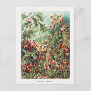 Carte Postale Vintage Antique Nature Fleurs Rainforest