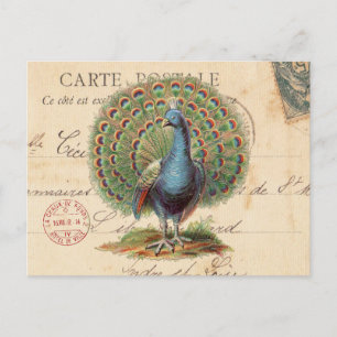 Carte postale vintage antique paon