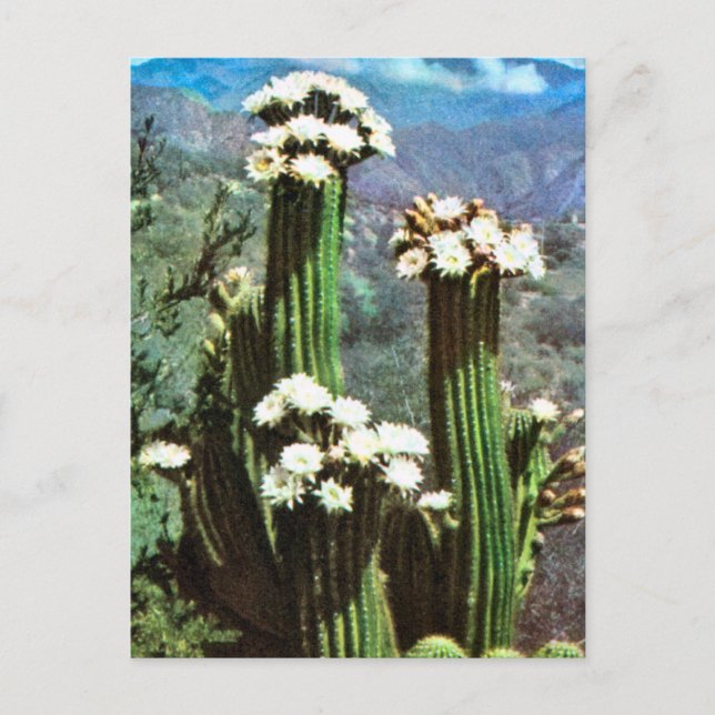 Carte Postale Vintage Argentina, Flowering Cactus (Devant)
