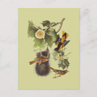Carte postale vintage Audubon Birds Troupil Oriole