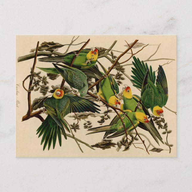 Carte Postale Vintage Audubon Parrot (Devant)