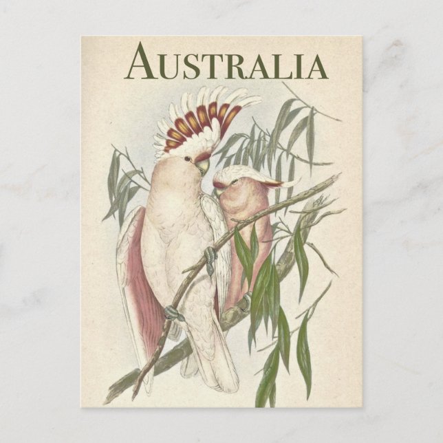 Carte postale vintage Australian Galah (Devant)
