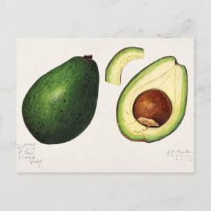 Carte Postale Vintage Avocado Illustration