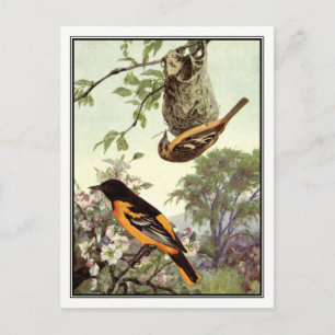 Carte Postale Vintage Baltimore Oriole par Robert Bruce Horsfall