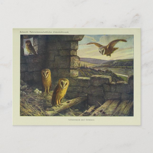 Carte postale vintage Barn Ows Art (Devant)