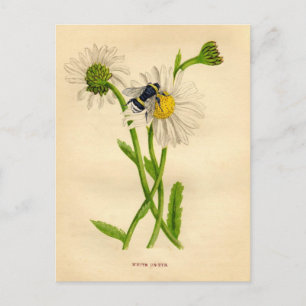 Carte Postale Vintage Bee and Daisy