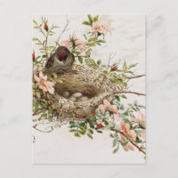 Vintage Bird in Nest Poster de animal