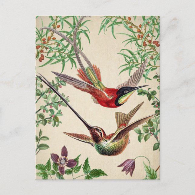 Carte postale vintage Birds Illustration (Devant)
