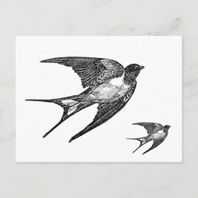 Carte Postale Vintage Black Swallow Design (Devant)