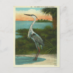 Carte Postale Vintage Blue Heron Floride