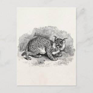 Carte Postale Vintage Bobcat 1800s Bob Cat Lynx Illustration