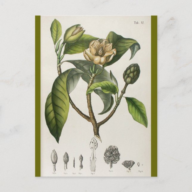Carte Postale Vintage Botanical Flower Illustration (Devant)