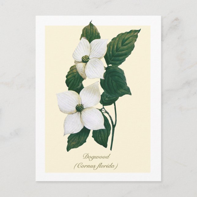 Carte Postale Vintage Botanical Flowering Dogwood  (Devant)