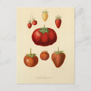 Carte postale Vintage botanique aux fraises
