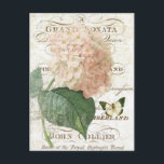 Carte postale vintage Botanique hydrangée<br><div class="desc">Carte postale vintage Botanique hydrangée</div>