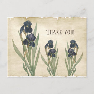 Carte Postale Vintage Botanique Iris Barbus Bleus Remerciement