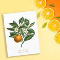 Vintage Botanique Orange Fruit Blossom Feuilles