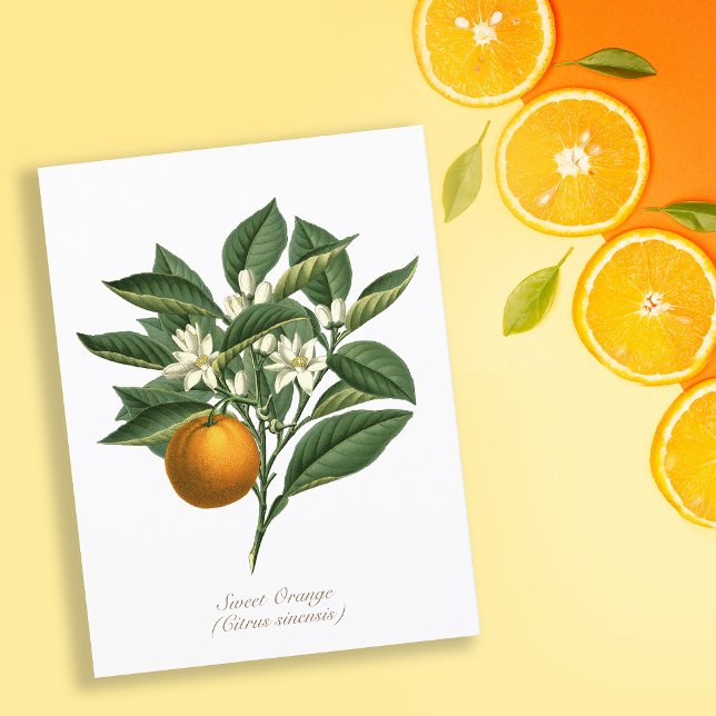 Carte Postale Vintage Botanique Orange Fruit Blossom Feuilles (Créateur téléchargé)