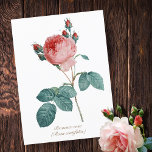 Carte Postale Vintage Botanique Rose Provence Rose Floral<br><div class="desc">Illustration botanique vintage de Provence rose/Chou Rose/Rose de Mai feuillage et fleurs, oeuvre d'art très élégante, sophistiquée et classe pour un décor maison romantique chic et amoureux de la nature ou des fleurs. Rosa centifolia est un symbole de la ville française de Grasse, connue comme la capitale mondiale du parfum....</div>