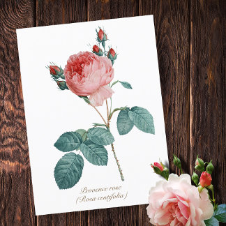 Carte Postale Vintage Botanique Rose Provence Rose Floral